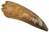 Fossil Spinosaurus Tooth - Real Dinosaur Tooth #326288-1